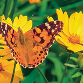 ��������. 7 �����