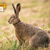 ��������. 5 �����