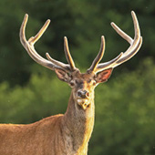 ��������. 8 �����